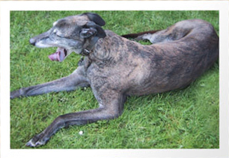 Tiggy RIP. 
